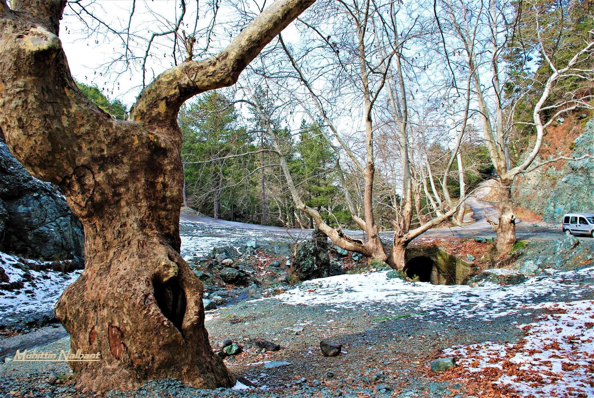 Amanos Dağları’nda Osmaniye Çataloluk’tan Yaylaya Yolculuk3