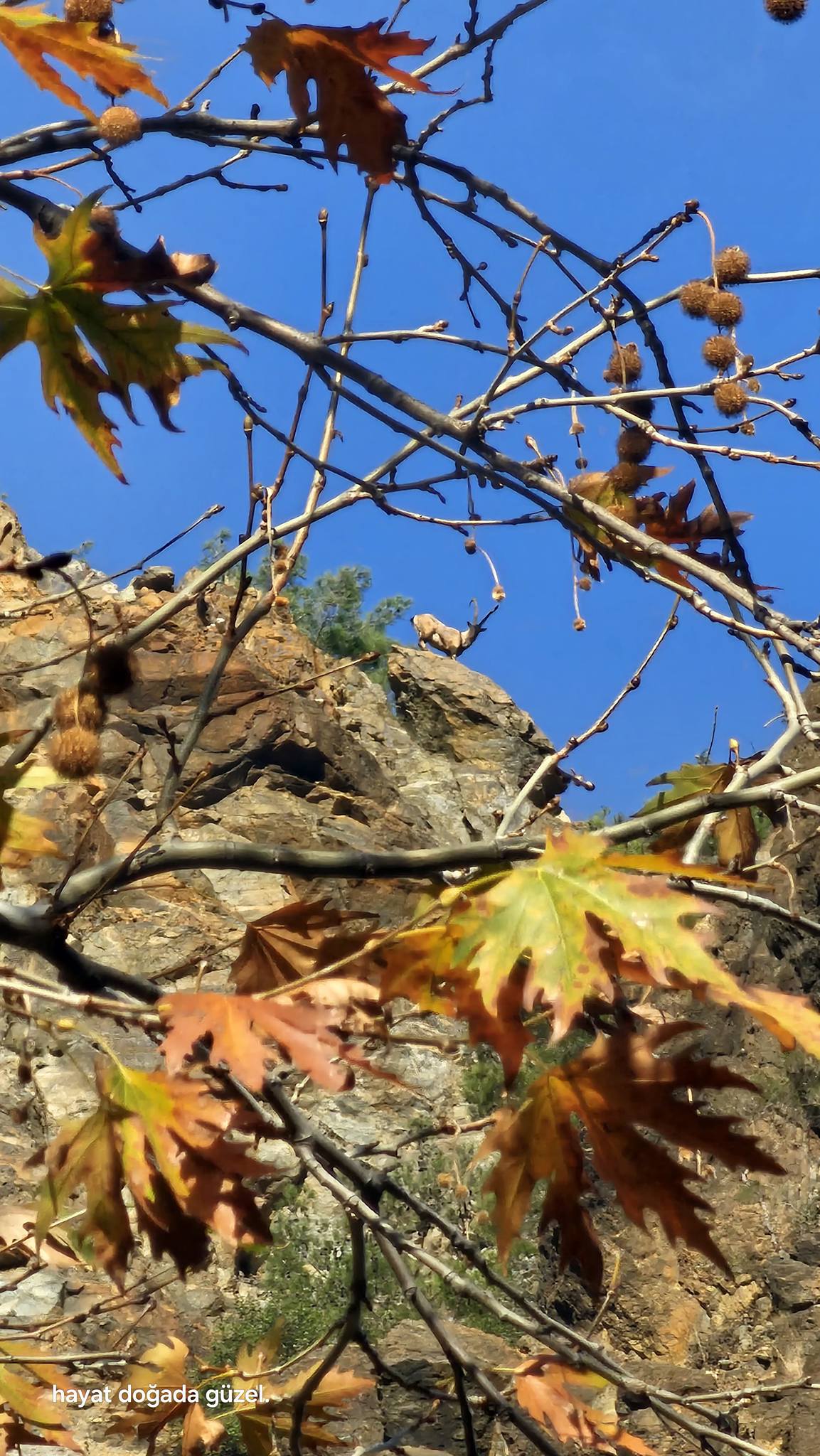 Doğanın Kalbi Amanoslar’da Atıyor (3)