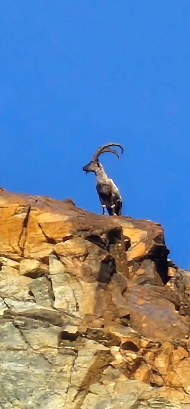 Doğanın Kalbi Amanoslar’da Atıyor (4)