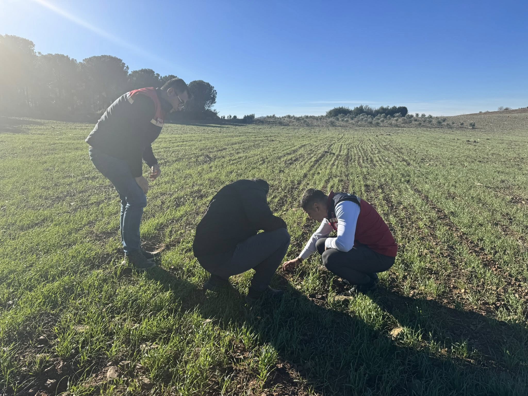Düziçi’nde Don Sonrası Tarım Arazileri Kontrol Edildi (3)