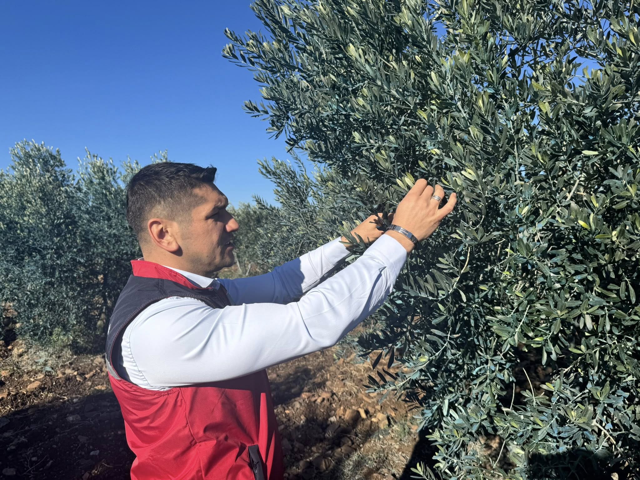 Düziçi’nde Don Sonrası Tarım Arazileri Kontrol Edildi (4)