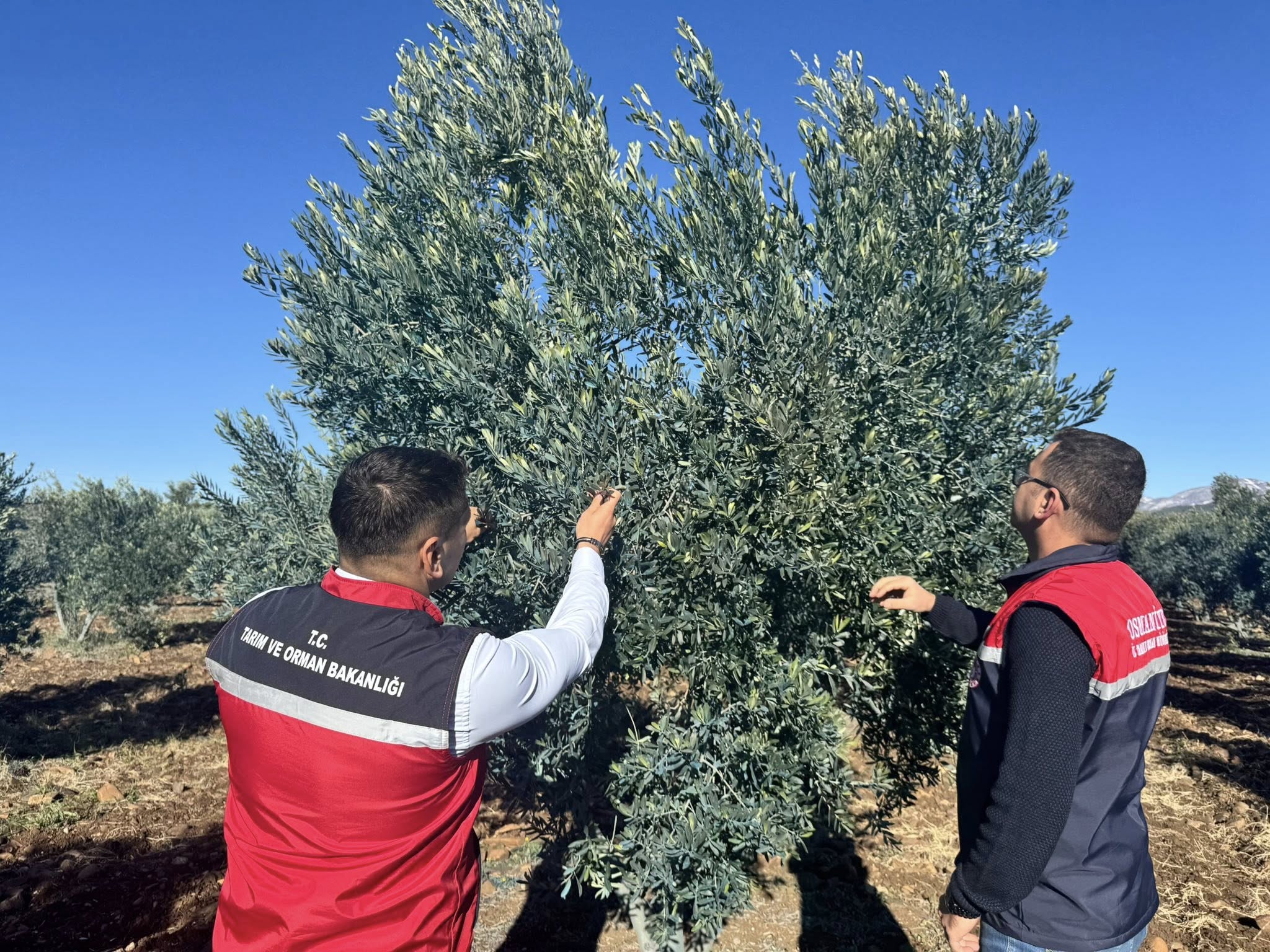 Düziçi’nde Don Sonrası Tarım Arazileri Kontrol Edildi (5)
