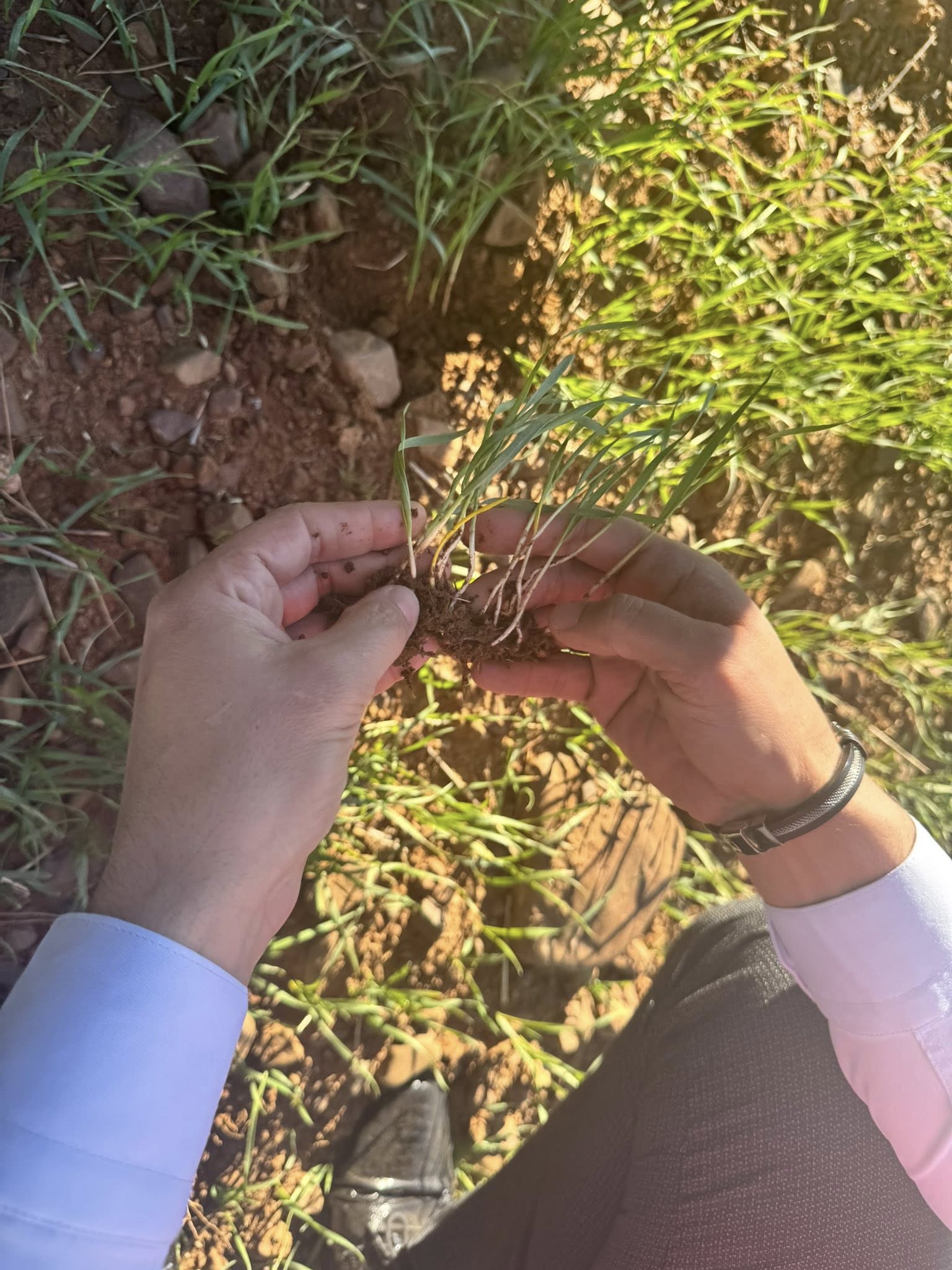 Düziçi’nde Don Sonrası Tarım Arazileri Kontrol Edildi (6)