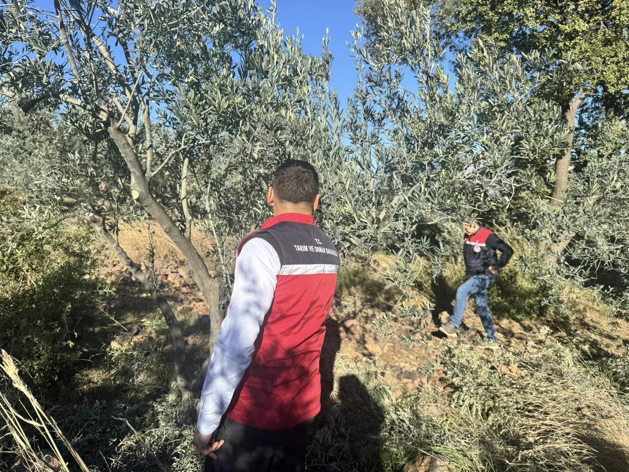 Düziçi’nde Don Sonrası Tarım Arazileri Kontrol Edildi (7)