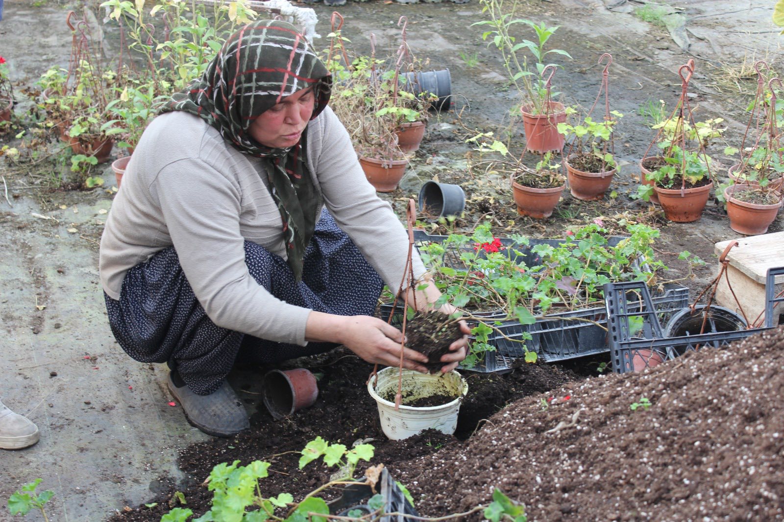 Düziçi’nde Süs Bitkisi Serasında İnceleme (1)