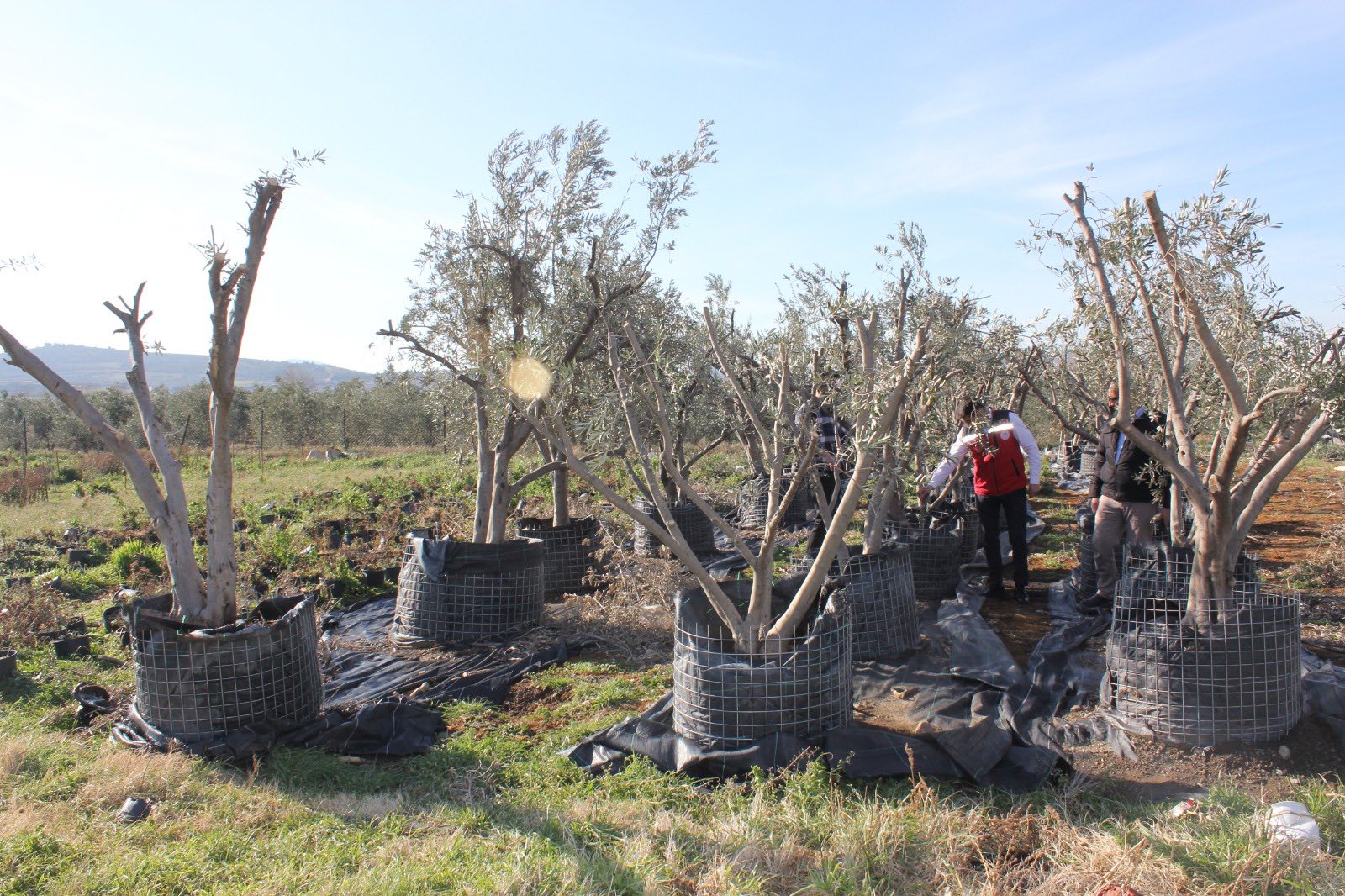 Düziçi’nde Süs Bitkisi Serasında İnceleme (2)