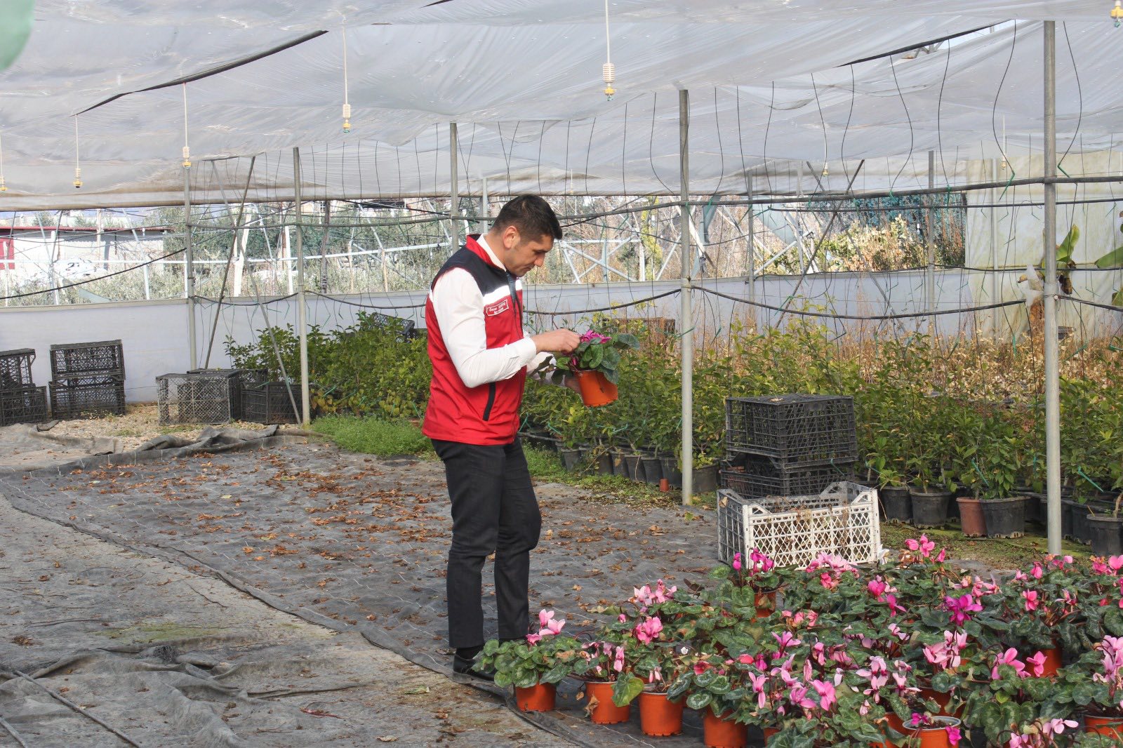 Düziçi’nde Süs Bitkisi Serasında İnceleme (5)