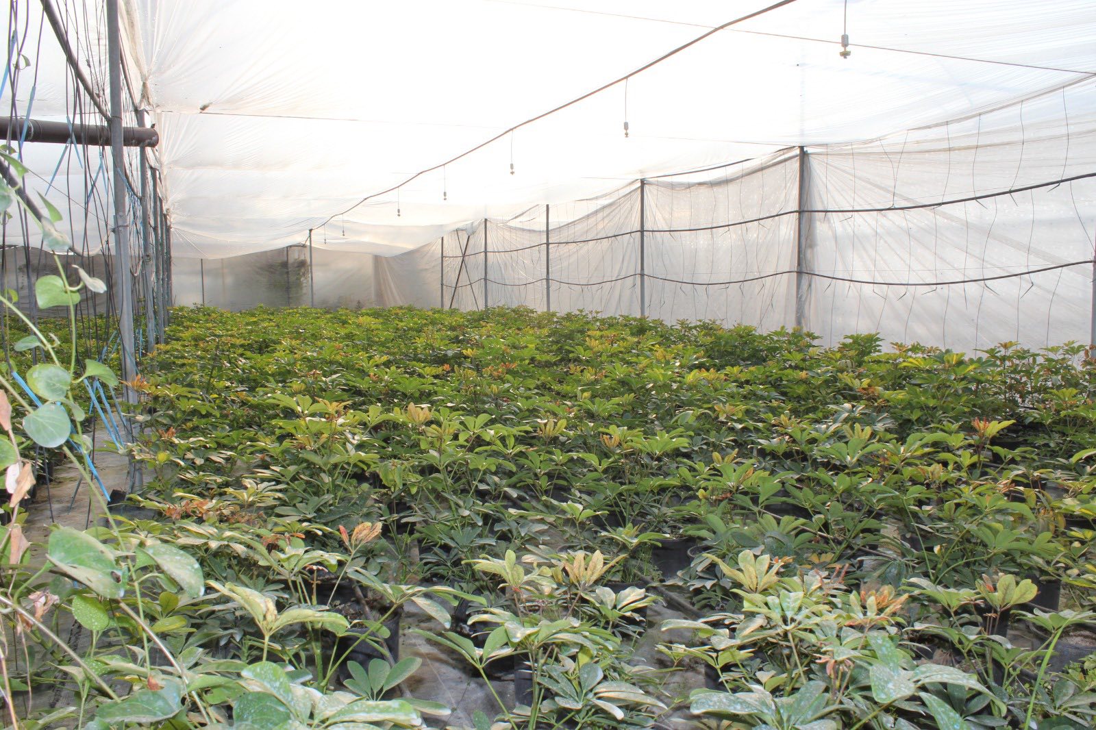 Düziçi’nde Süs Bitkisi Serasında İnceleme (7)