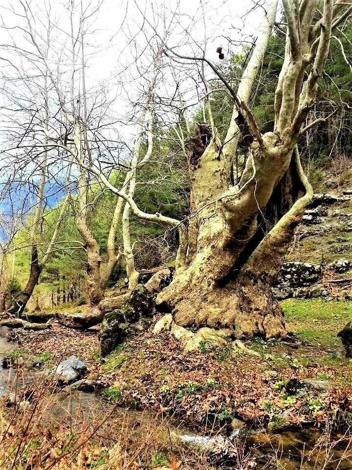 Düziçi’nde Yörük Kültürünün Sessiz Tanıkları (1)