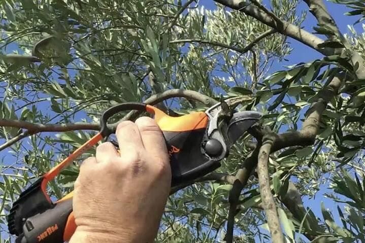 Düziçi’nde Zeytin Bahçeleri İçin Don Ve Budama Uyarısı