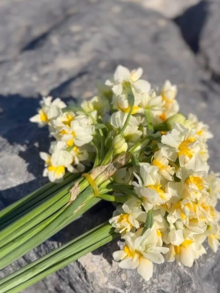 İskenderun Sahili’nde Kış Güneşi Ve Nergis Kokusu (1)