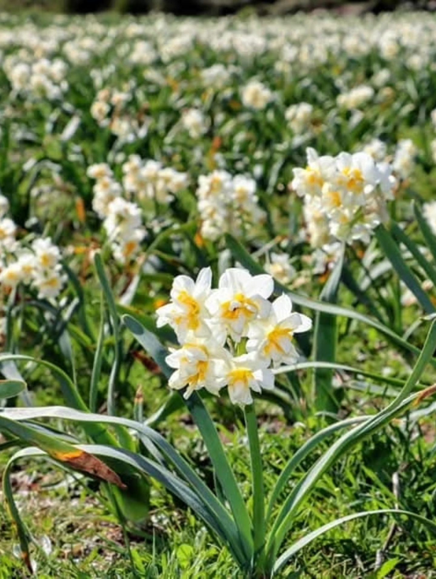 Kışın Zarif Umudu Nergis Soğukta Açan Direniş (1)