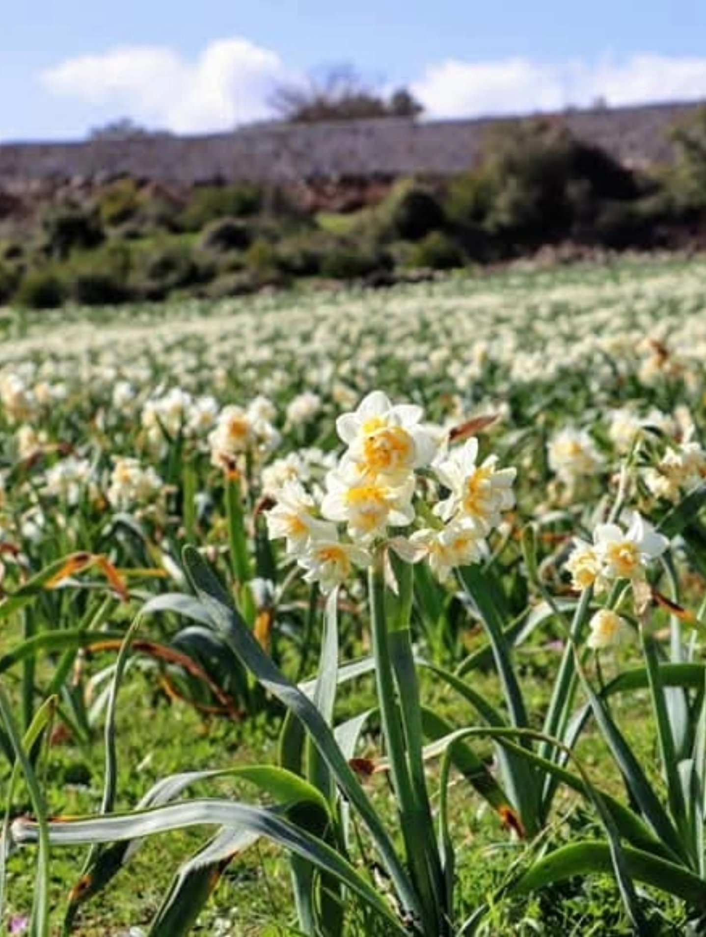 Kışın Zarif Umudu Nergis Soğukta Açan Direniş (2)