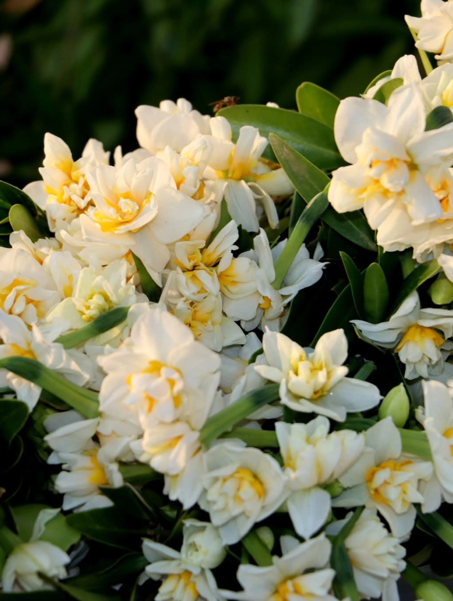 Kışın Zarif Umudu Nergis Soğukta Açan Direniş (3)