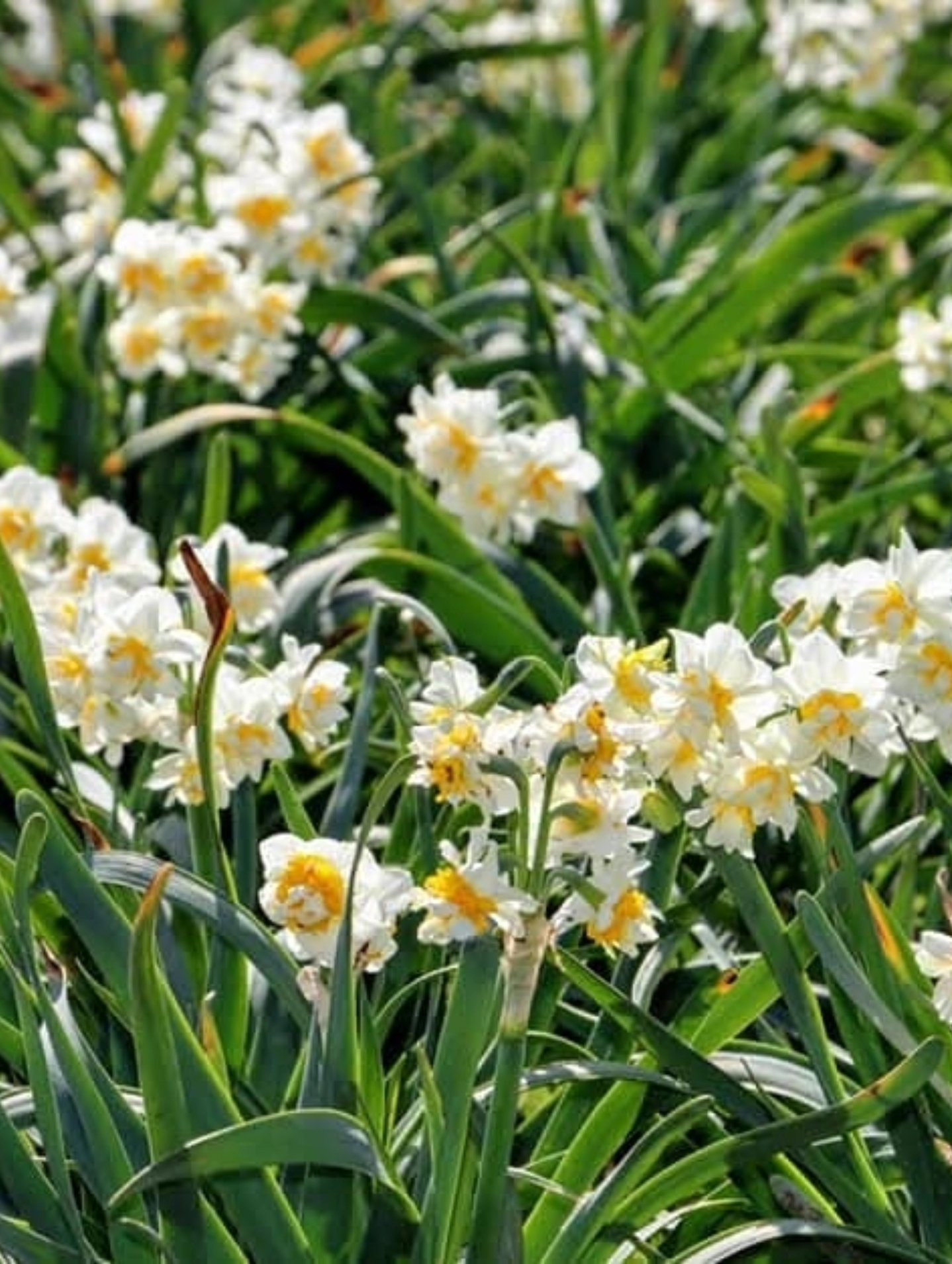 Kışın Zarif Umudu Nergis Soğukta Açan Direniş (4)