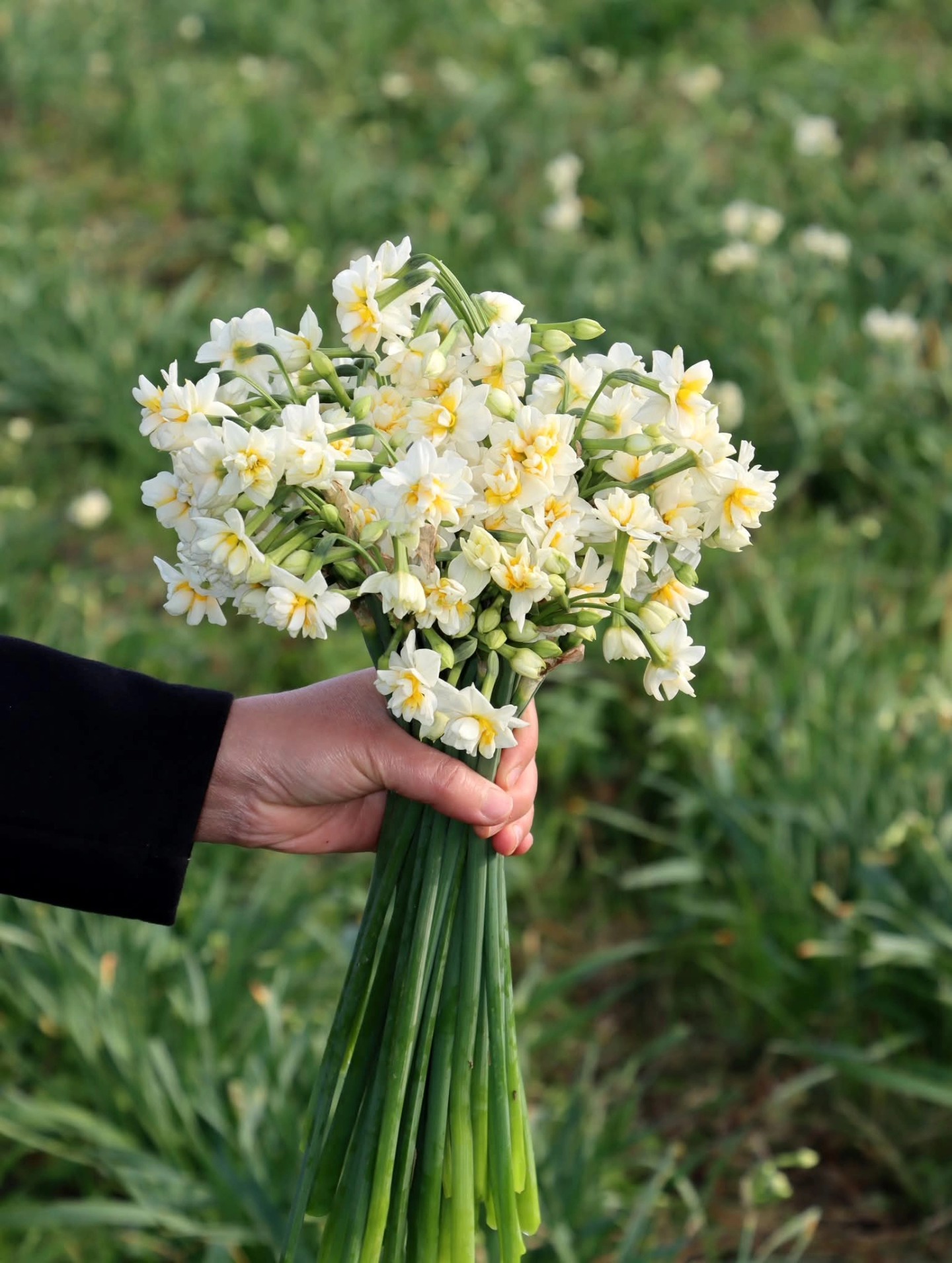 Kışın Zarif Umudu Nergis Soğukta Açan Direniş (6)