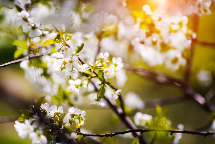Osmaniye’de Baharın Habercisi Cemreler Ne Zaman Düşer3