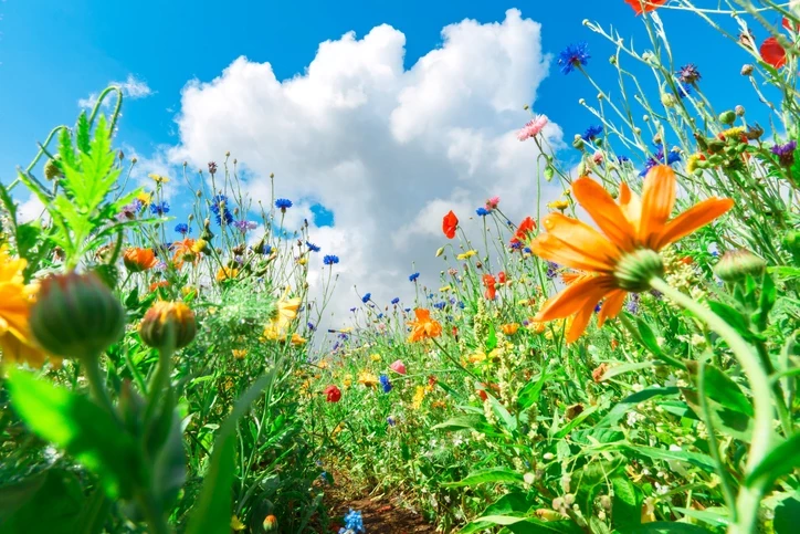 Osmaniye’de Baharın Habercisi Cemreler Ne Zaman Düşer4