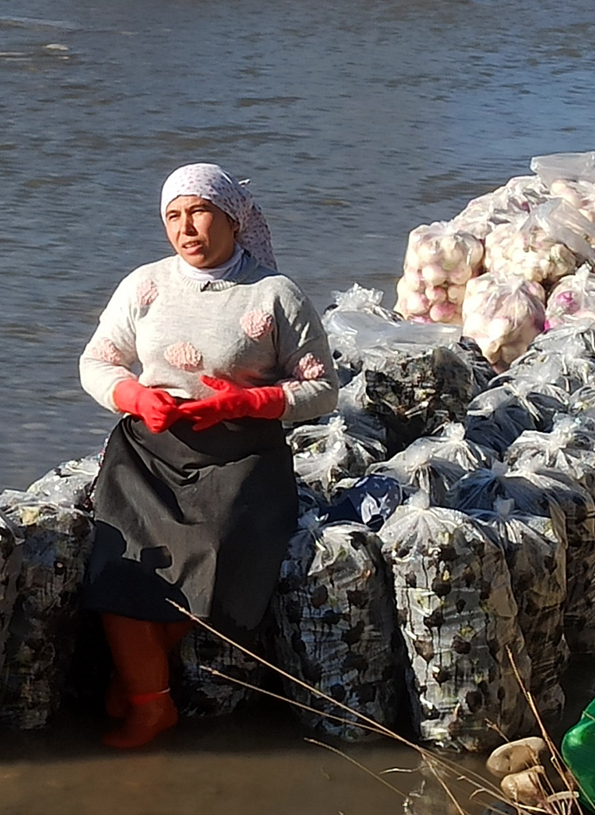 Osmaniye’de Kadirli Turpu Çiftçi Zarar Fiyatlar Tavan3