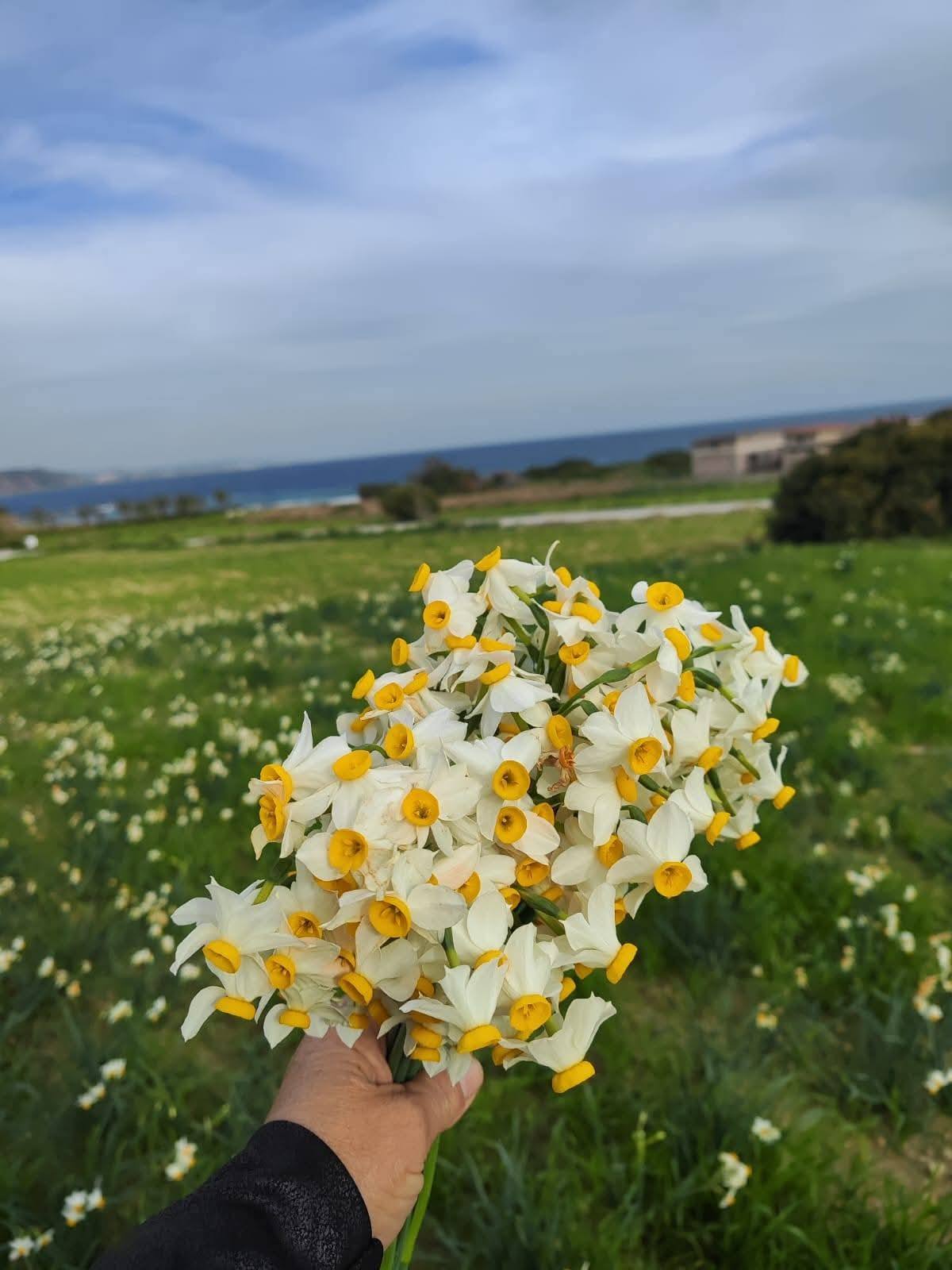 Baharın Müjdecisi Nergisler Yüreği Güzel İnsanlar İçin Açtı (2)
