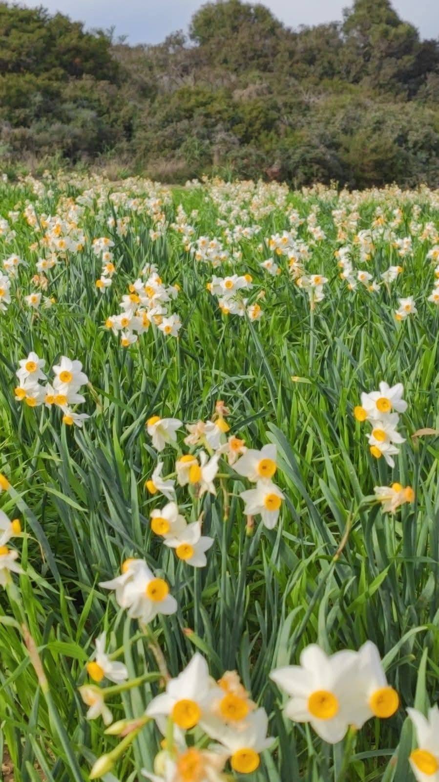 Baharın Müjdecisi Nergisler Yüreği Güzel İnsanlar İçin Açtı (3)