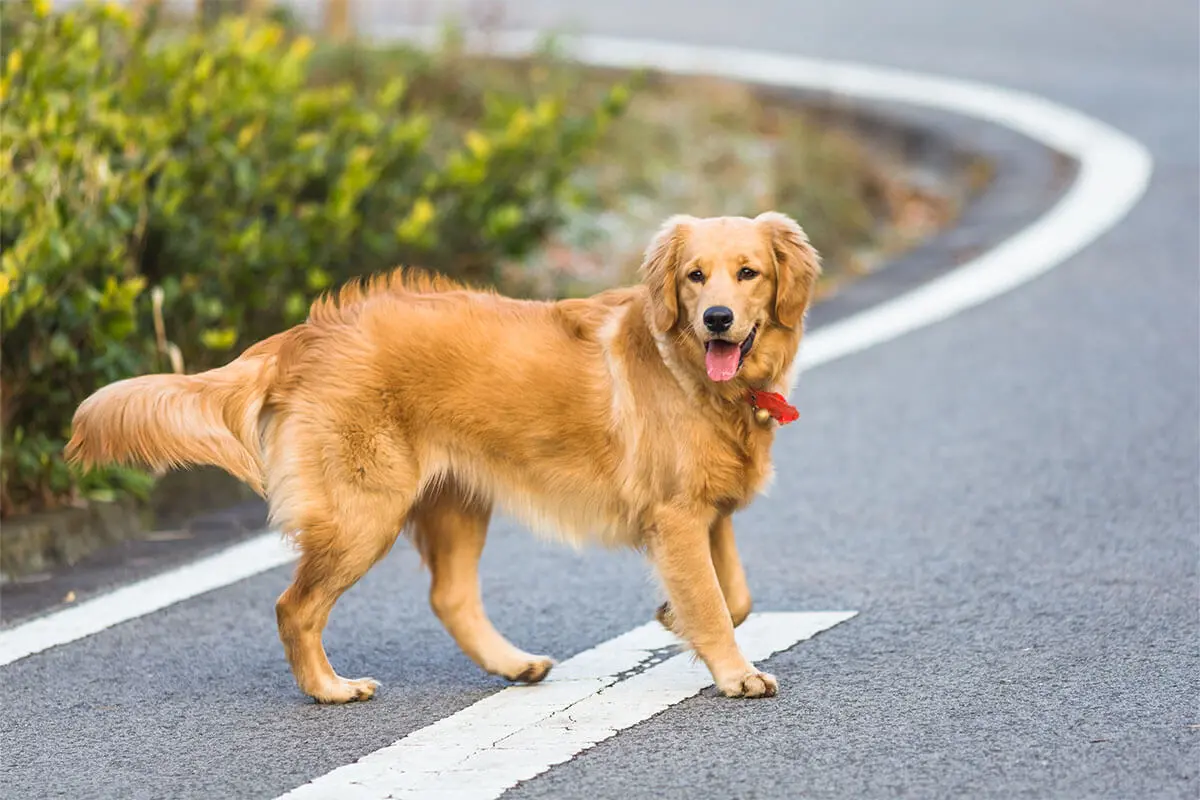 Golden Retriever 3