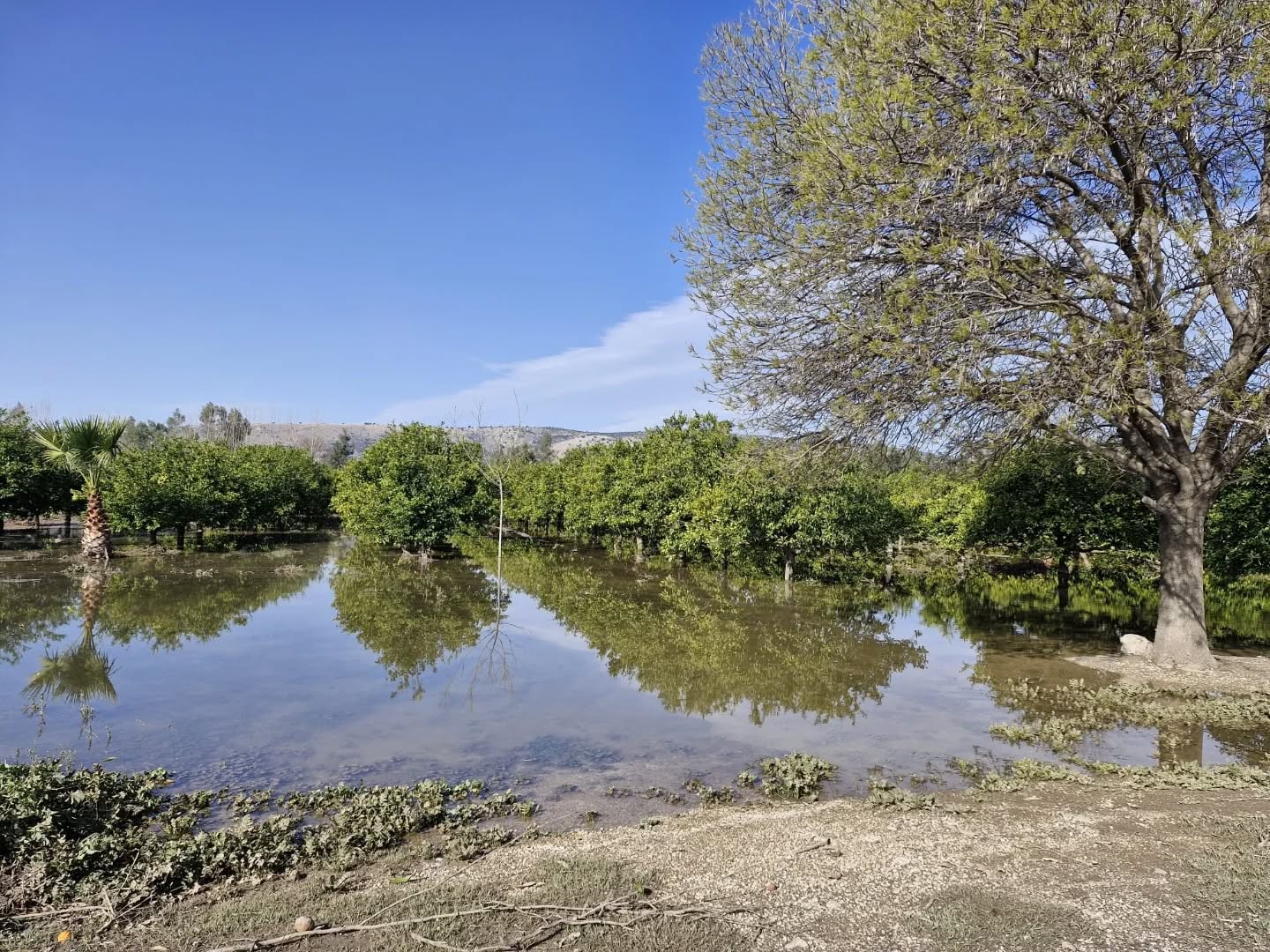 Kadirli’de Yoğun Yağış Tarım Arazilerini Vurdu (5)