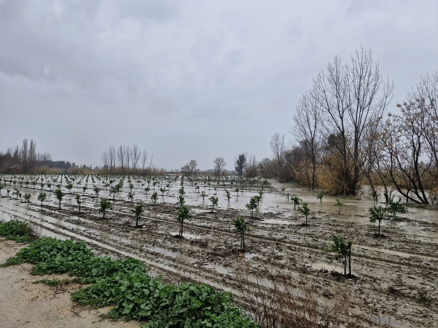 Kadirli’de Yoğun Yağış Tarım Arazilerini Vurdu (6)