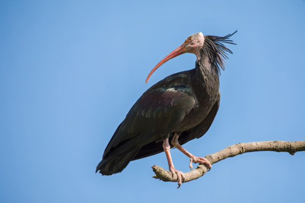 Kelaynaklarin Korunmasinda Olumlu Gelismeler Yasaniyor