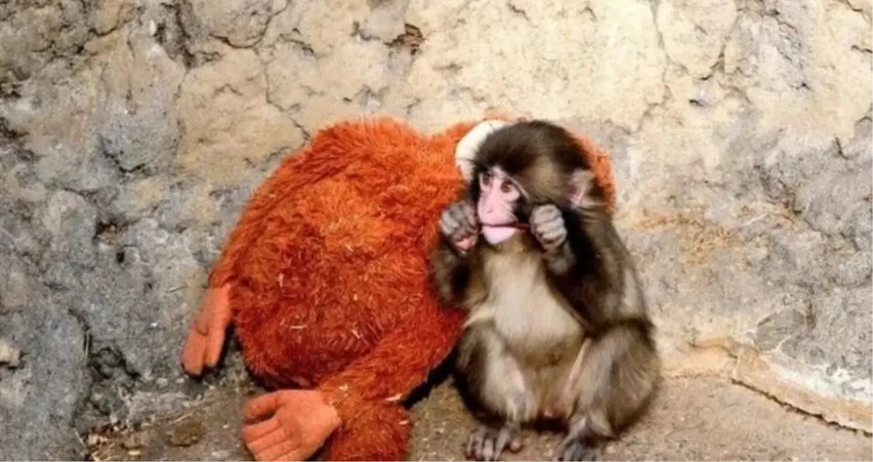 Punch Maymun Olayi Nedir Punch Maymun Kim 19586138 3361 Amp