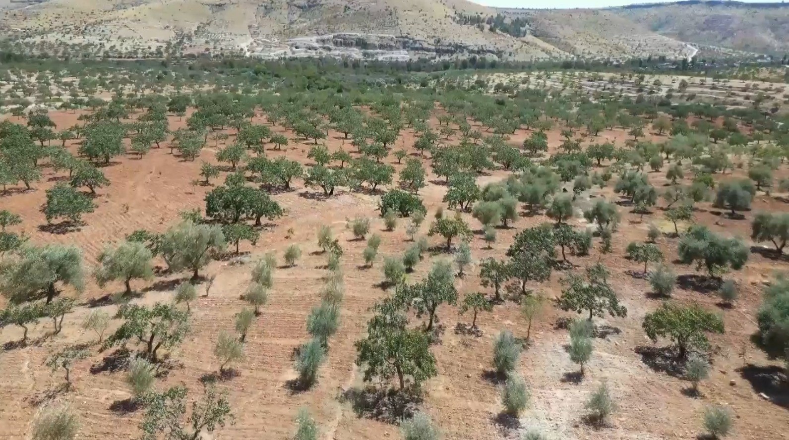 Şanlıurfa’da Kar Yağışı Fıstık Üreticisinin Yüzünü Güldürdü2