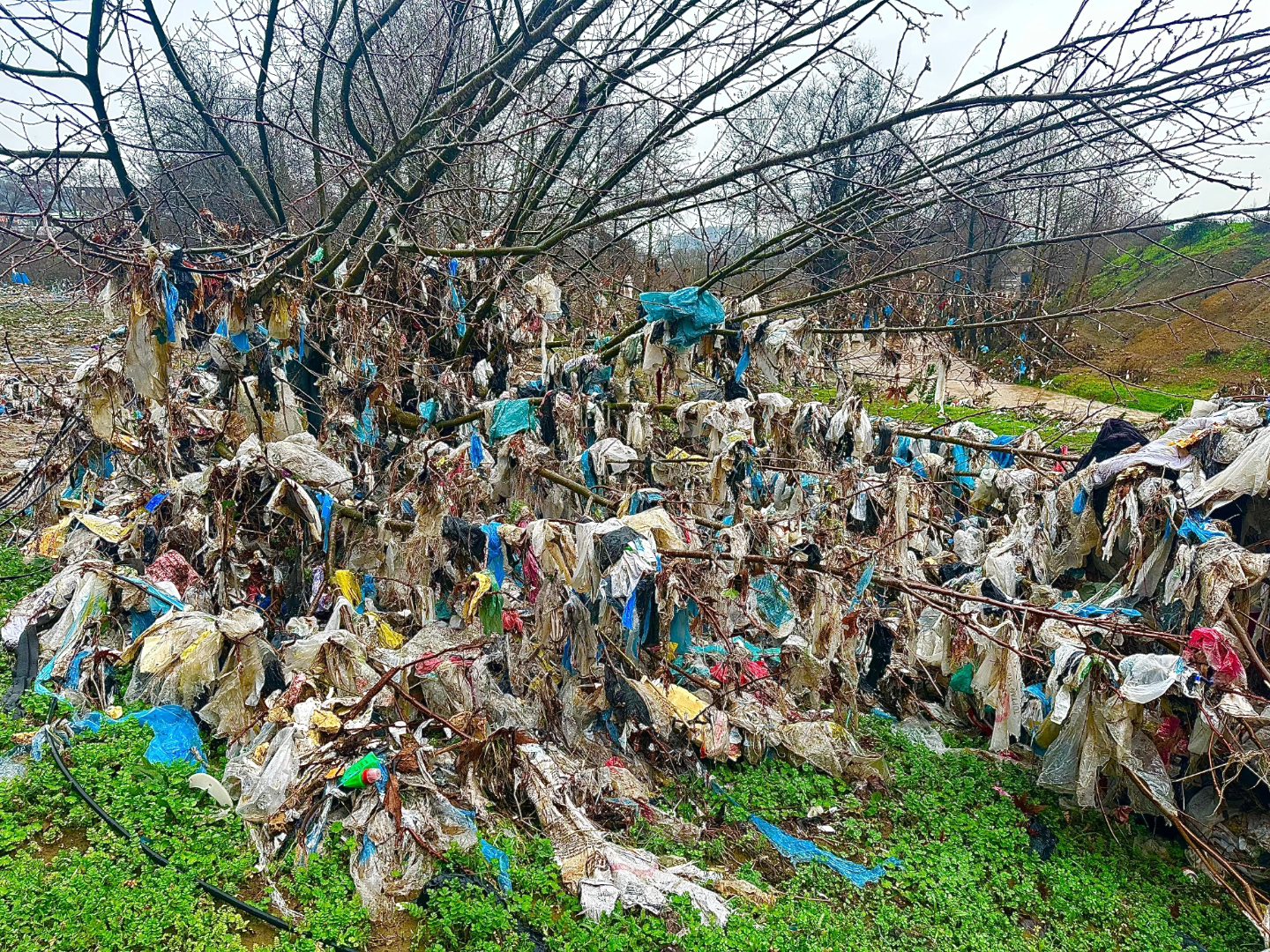 Selin Ardından Çirkin Manzara (2)