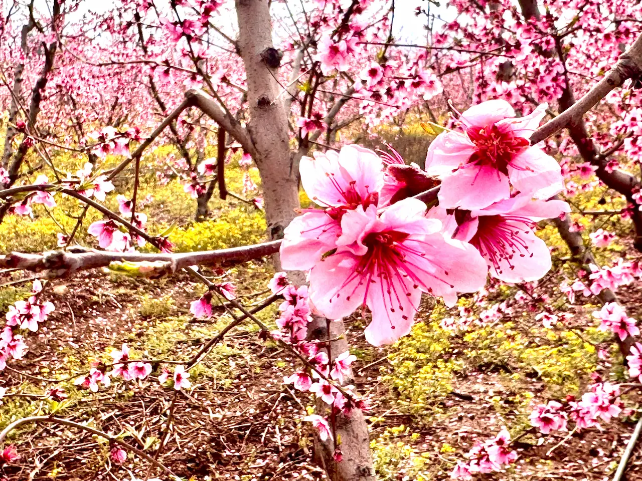 Böcekli Şeftali Çiçekimg 7511 (1)