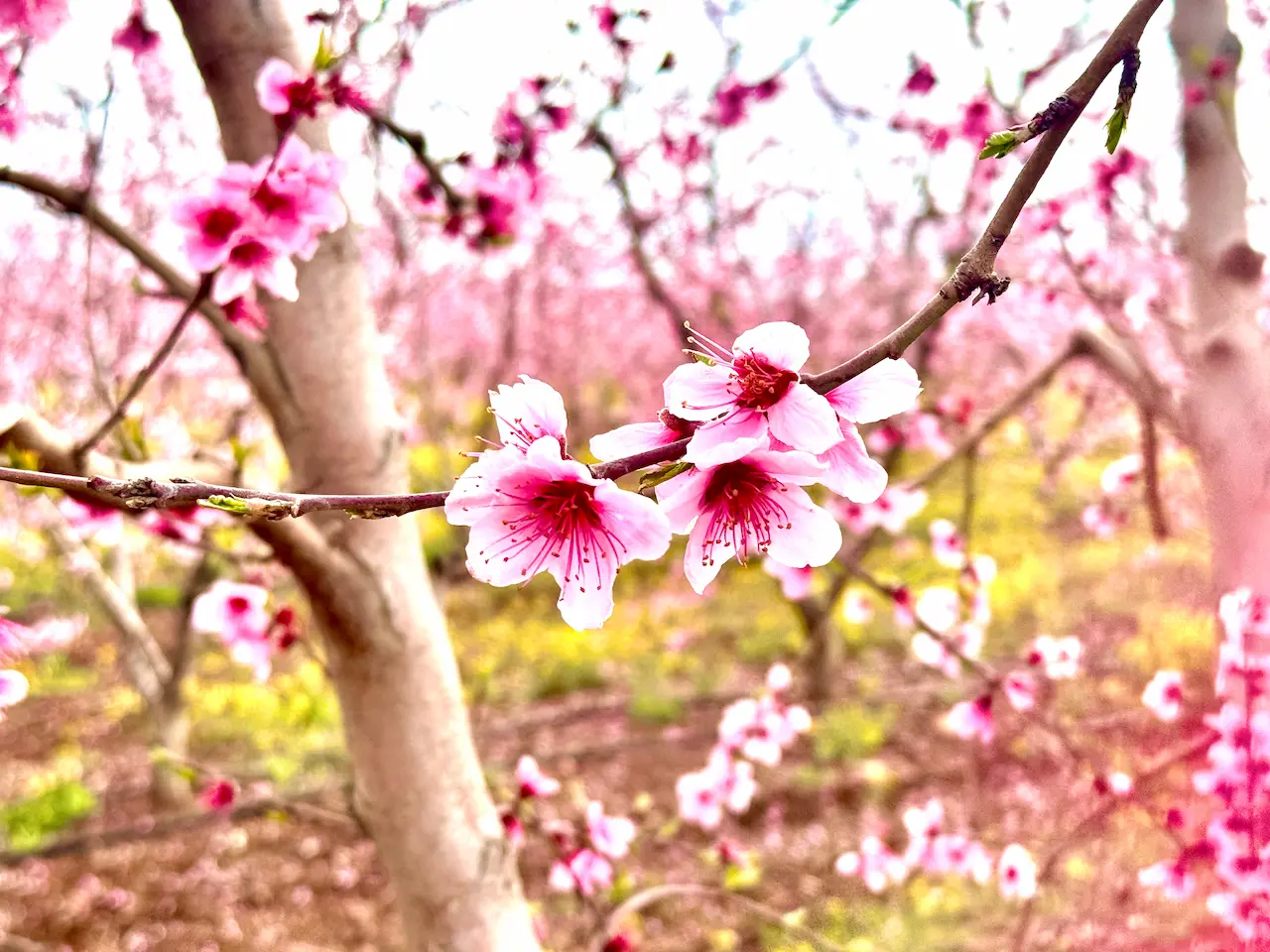 Böcekli Şeftali Çiçekimg 7517 (1)