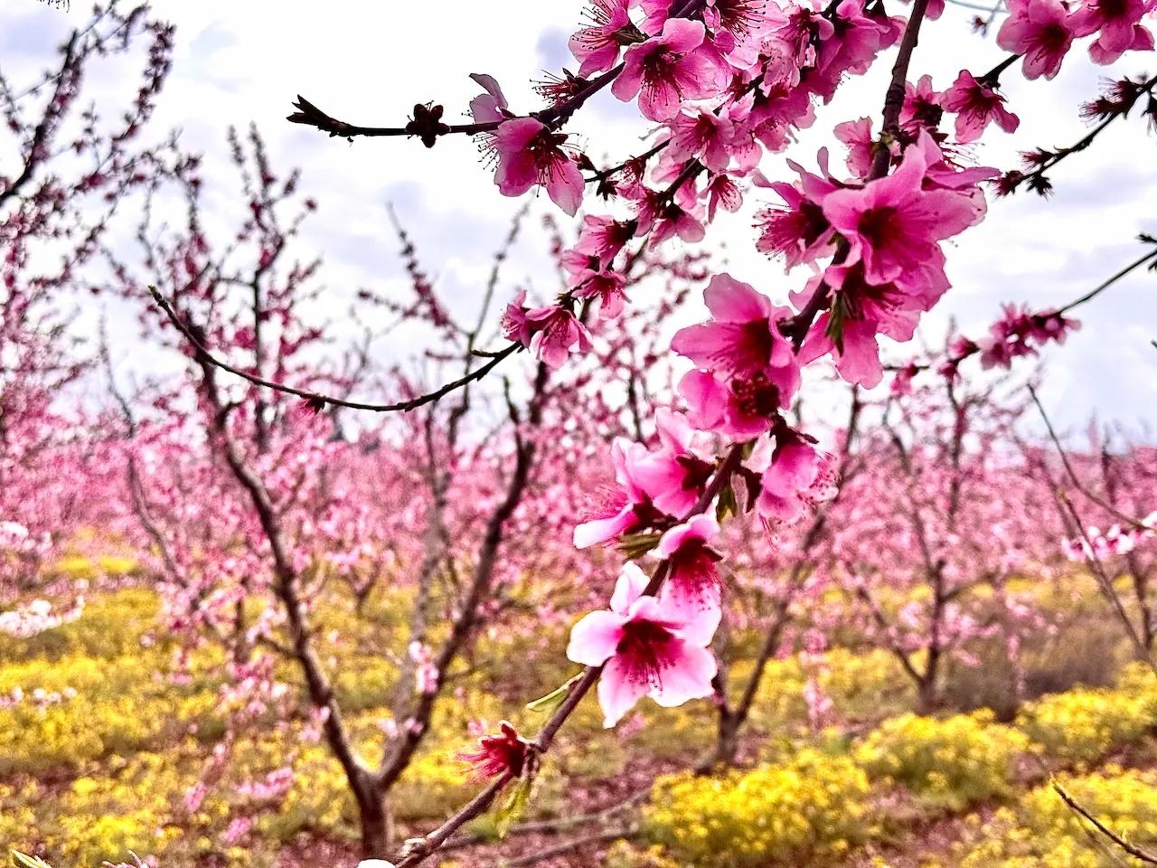 Böcekli Şeftali Çiçekimg 7521 (1)