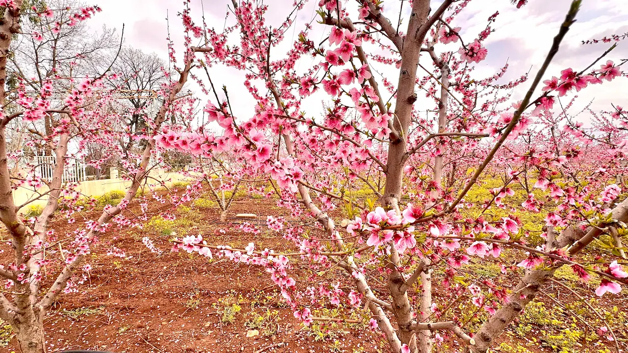 Böcekli Şeftali Çiçekimg 7543 (1)