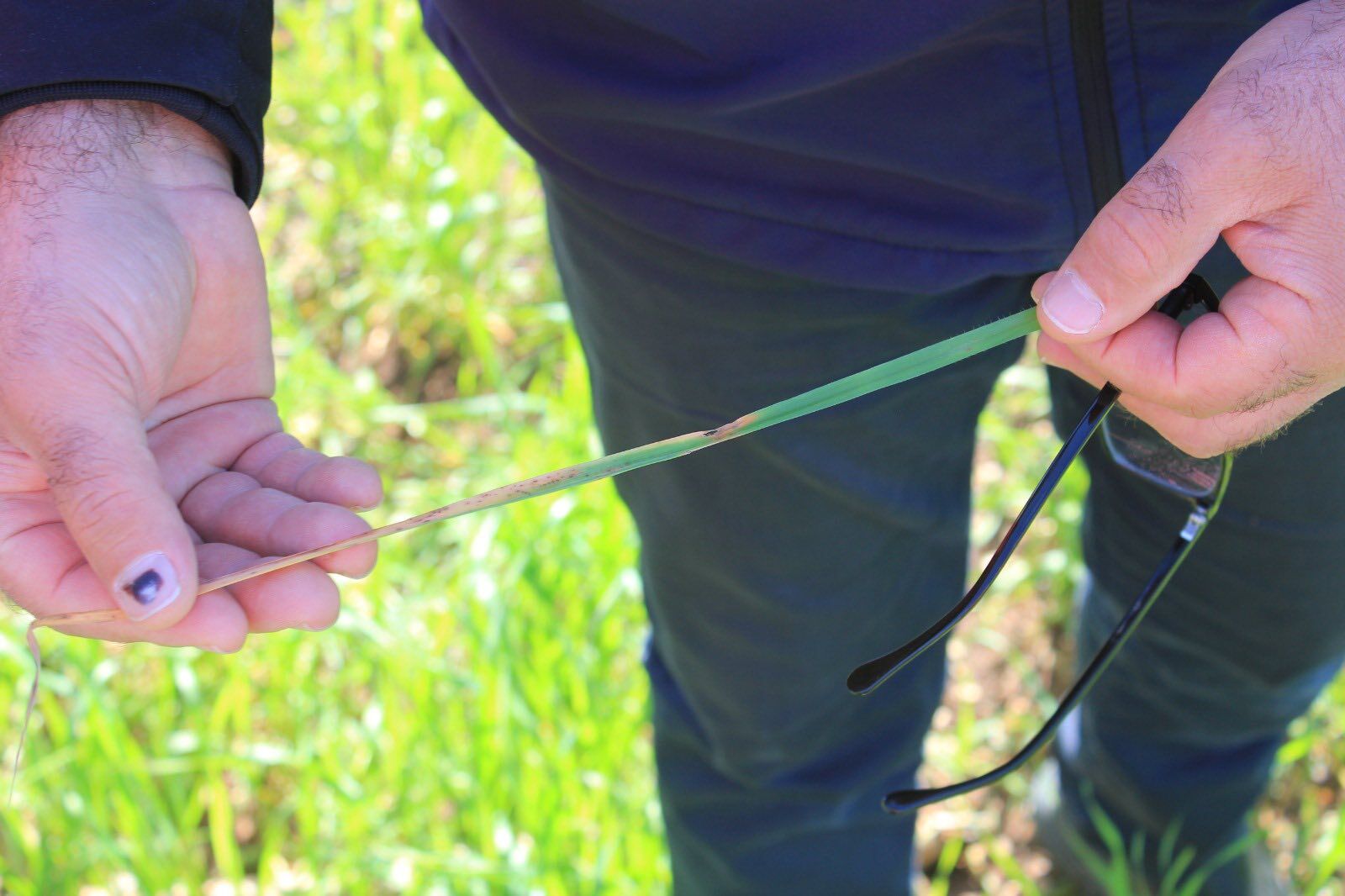 Düziçi’nde Tarla Ve Bahçelerde Sıkı Denetim (5)