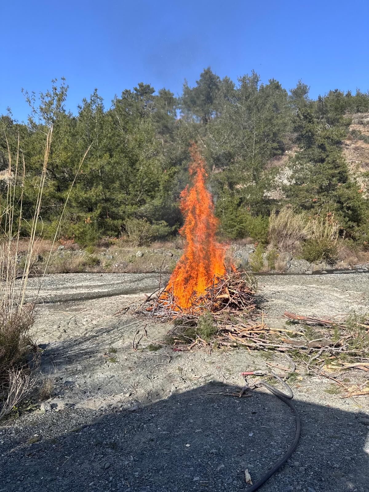 Erzin’de Kabuk Böceği Mücadelesi (1)