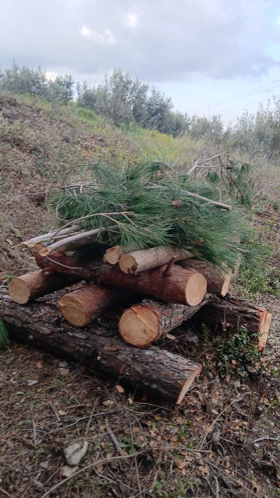 Erzin’de Kabuk Böceği Mücadelesi (3)