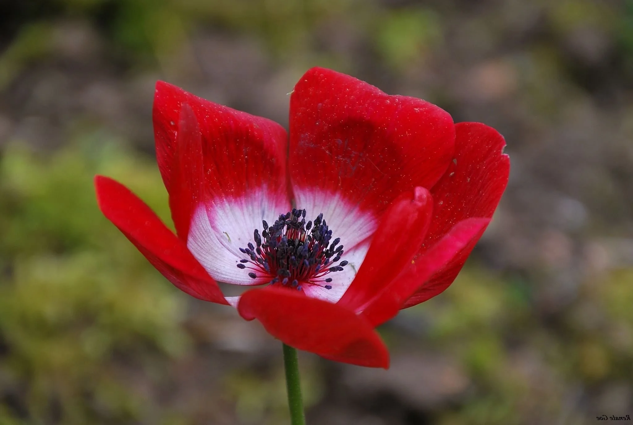 Gelincik Cicegi 1 E1599995447986