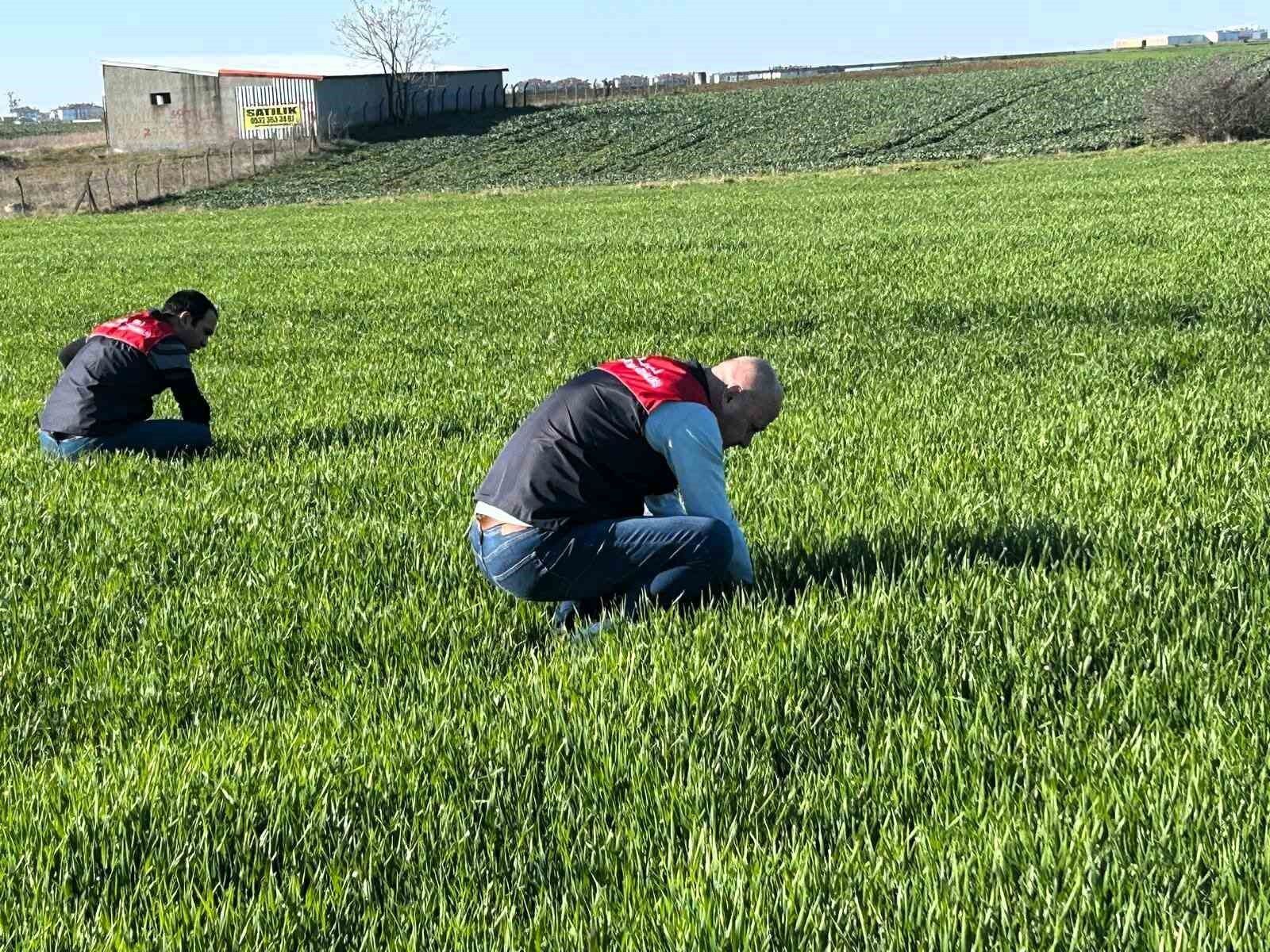Kırklareli'de Tarım Arazilerinde Denetim: Kanola Ve Hububat Ekilişleri Incelendi