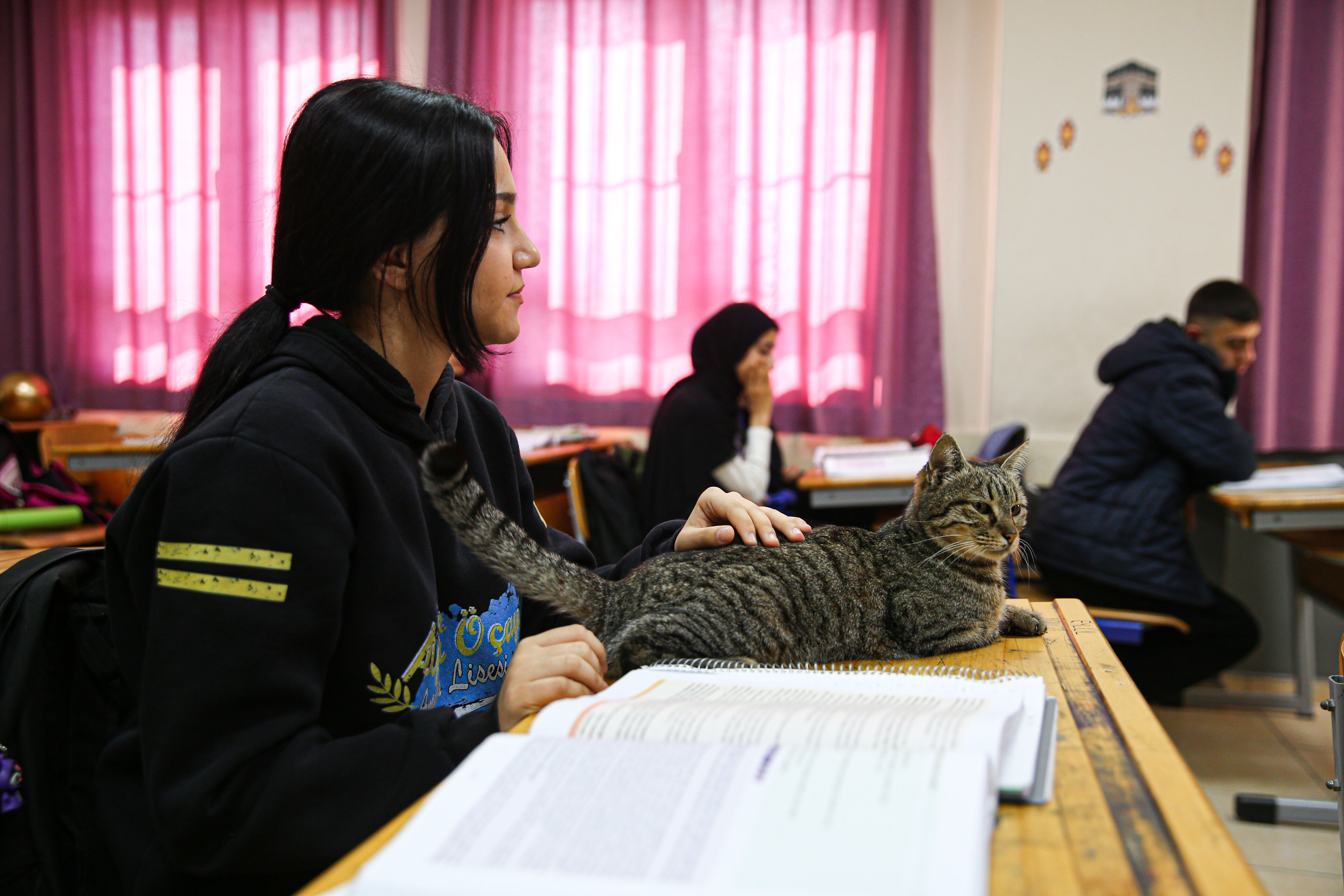 Liselilerle Derse Giren Kedi 'Pakize' Okulun 470'Inci Öğrencisi Oldu