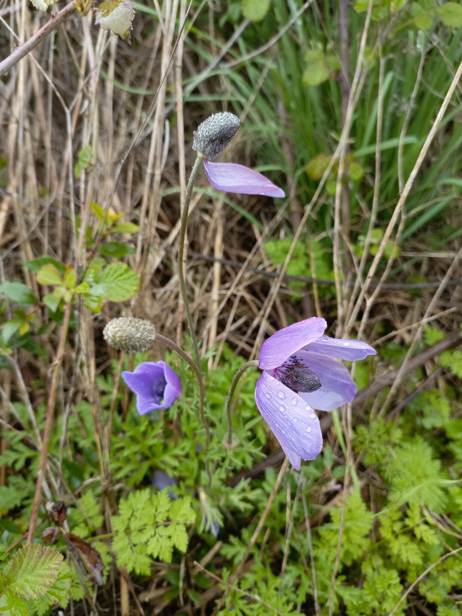 Osmaniye Baharı Karşıladı Renkli Manzaralar (1)