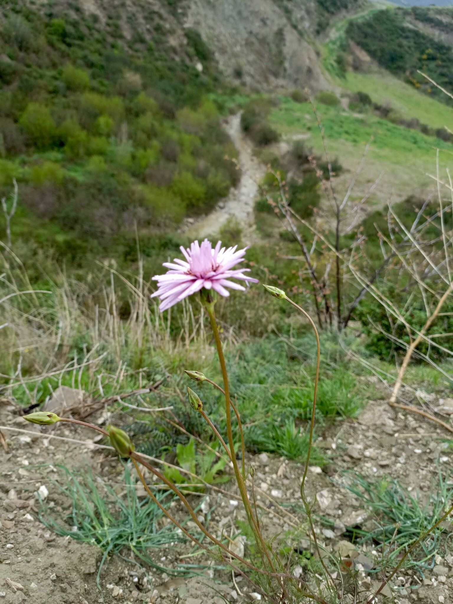 Osmaniye Baharı Karşıladı Renkli Manzaralar (2)