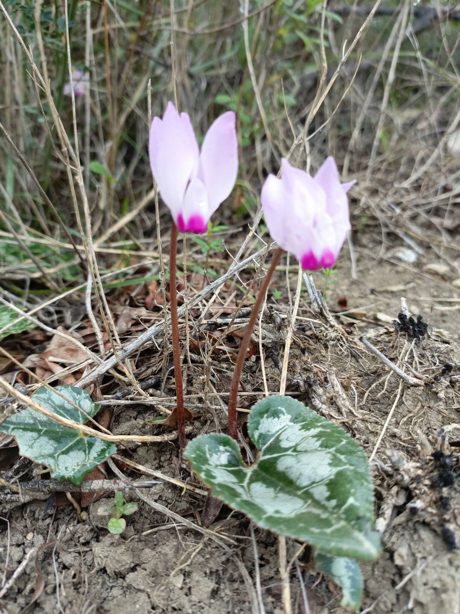Osmaniye Baharı Karşıladı Renkli Manzaralar (3)