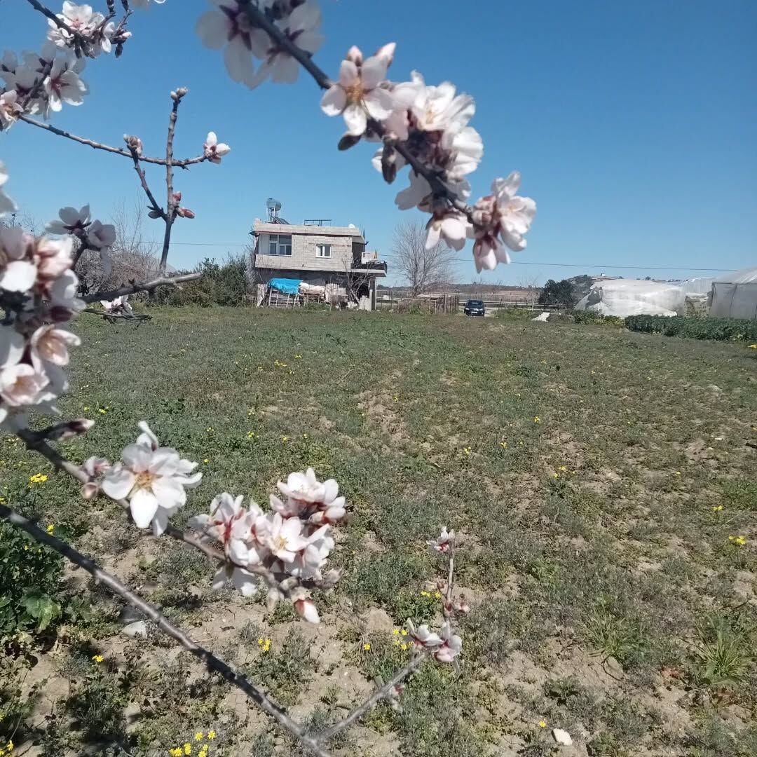 Osmaniye Kesmeburun Köyü’nde İlkbahar Coşkusu (1)