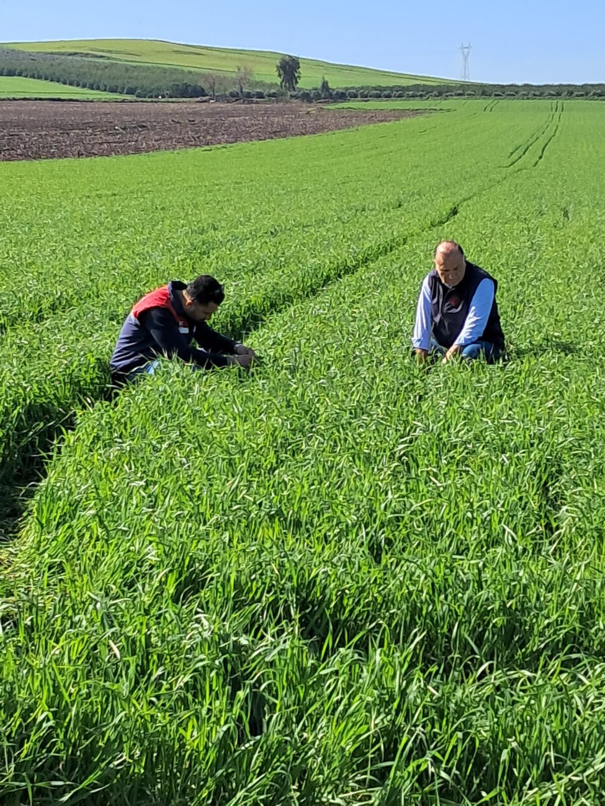 Osmaniye’de Süne Mücadelesi Sürüyor (1)