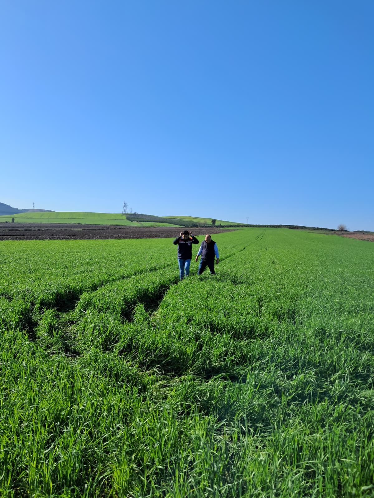 Osmaniye’de Süne Mücadelesi Sürüyor (3)