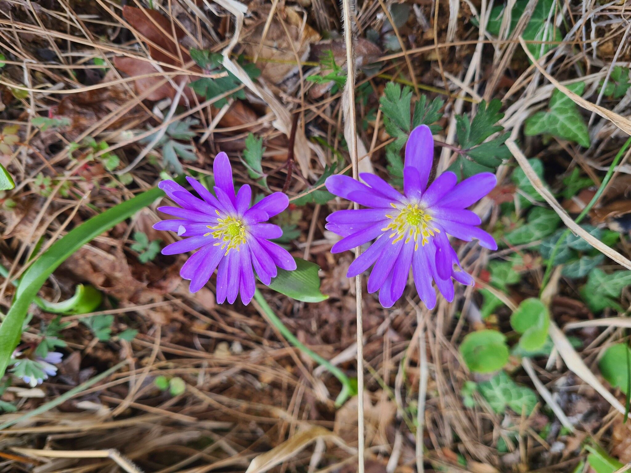 Portakal Çiçekleri Ve Gelinciklerle Osmaniye Bahara Büründü (1)