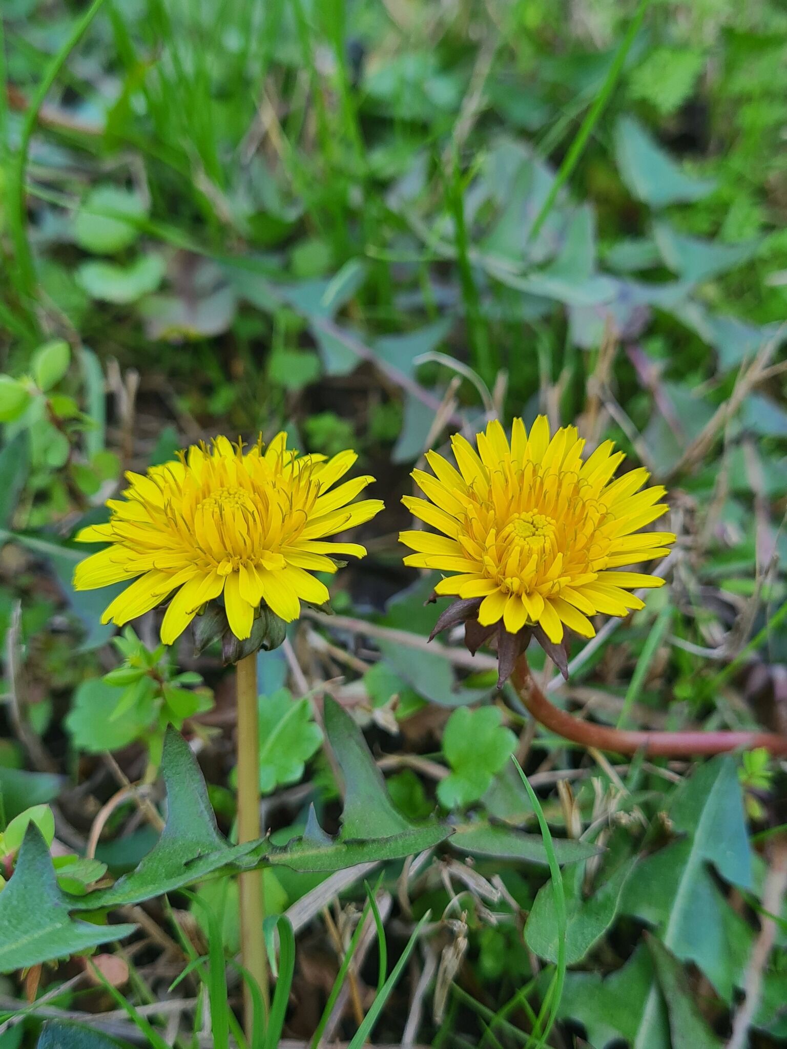 Portakal Çiçekleri Ve Gelinciklerle Osmaniye Bahara Büründü (10)